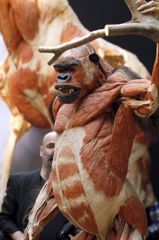 Gunther von Hagens’s Plastinated Animal Exhibition | Amusing Planet